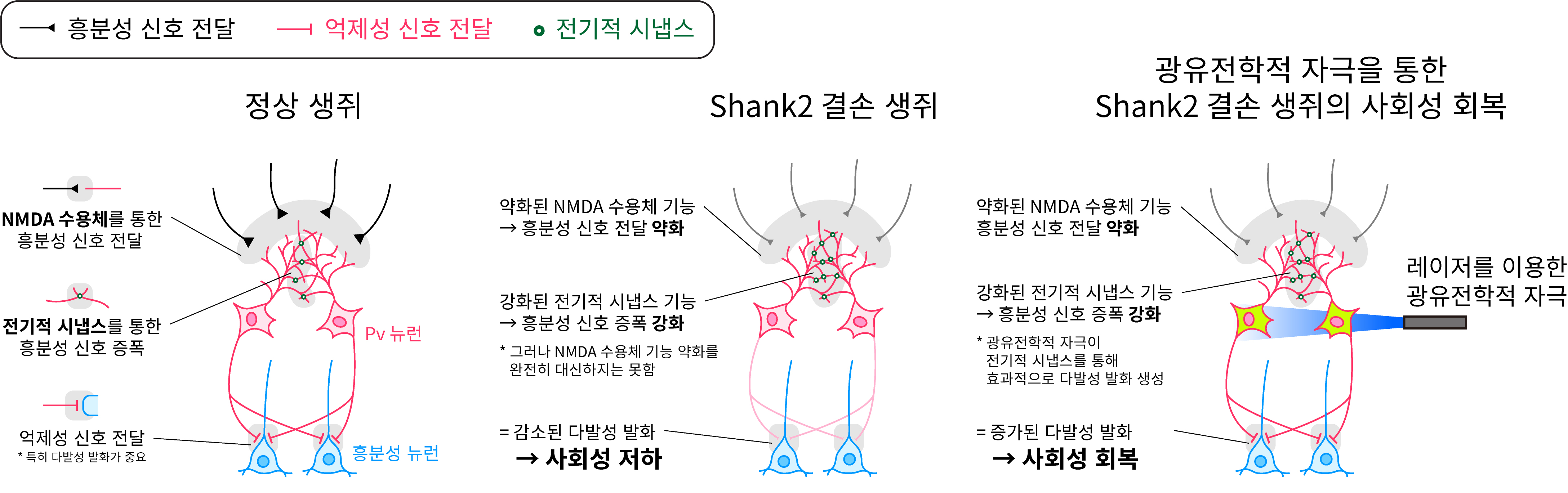 그림 1. Shank2 결손 생쥐의 사회성 저하 및 광유전학 자극을 통한 회복 모식도.jpg